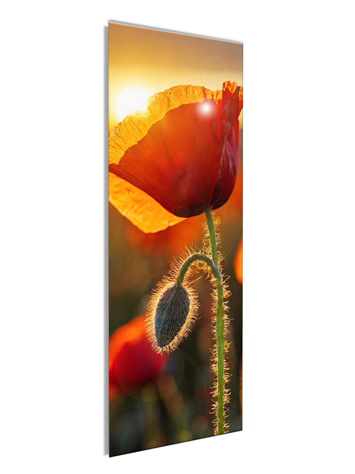 GLASBILD 30x80 cm Blumen rot - Rot, Glas (30/80cm) - artissimo