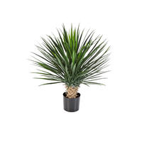 KÜNSTLICHE Yucca Rostrata Palme - Sascha 80 cm - Multicolor, Kunststoff (80cm) - aplanta
