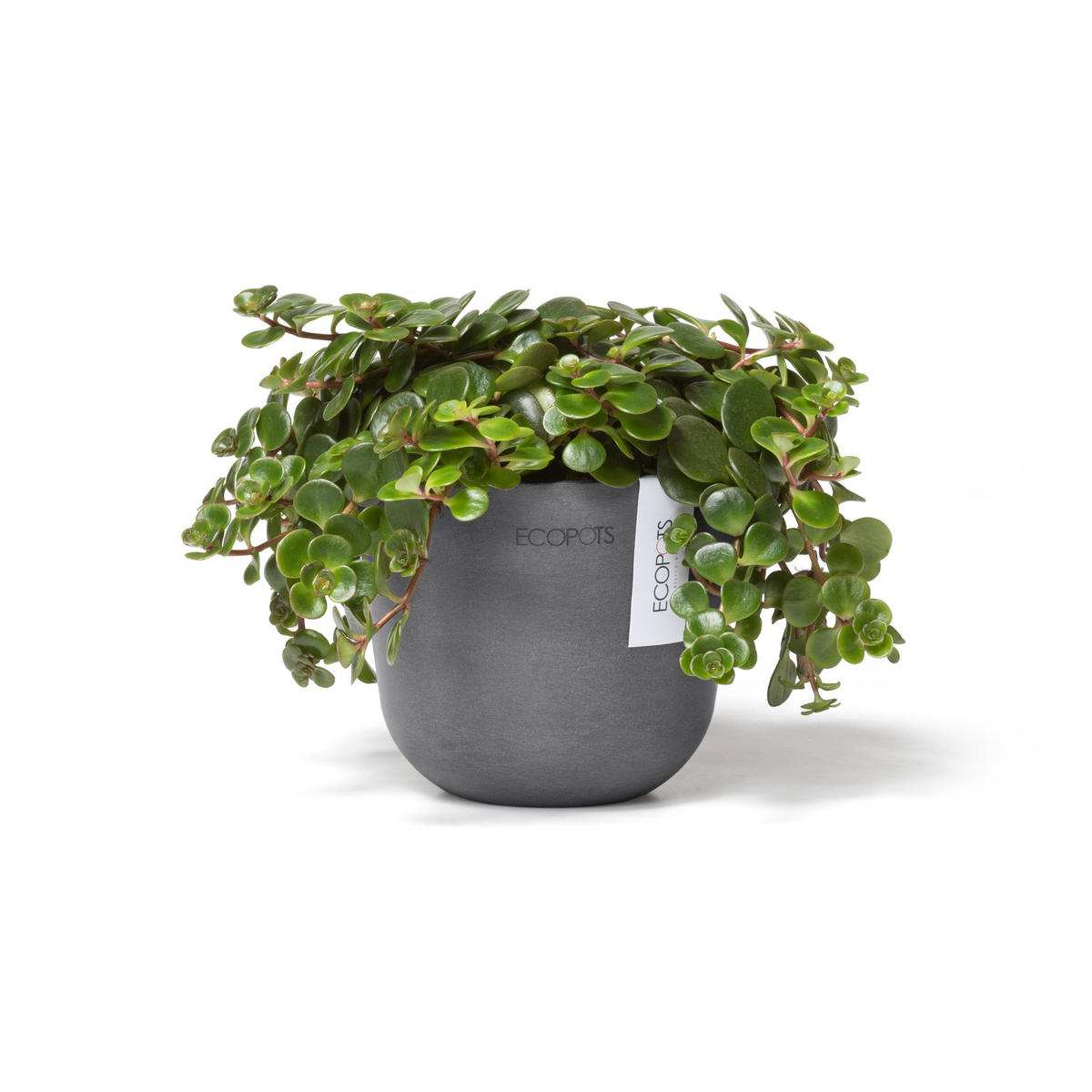 BLUMENTOPF Oslo Mini 11,4/9,5 cm Grau - Grau, Kunststoff (11.4/9.5cm) - Ecopots