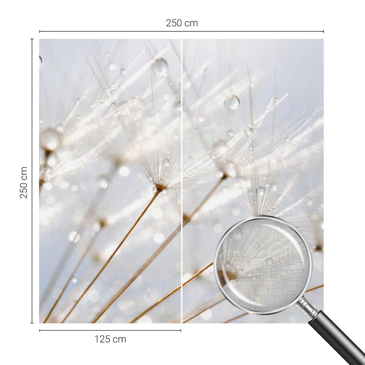 FOTOTAPETE 250x250 cm - Rosafarbener Löwenzahn - Weiß, Textil (250/250cm) - Wallfluent