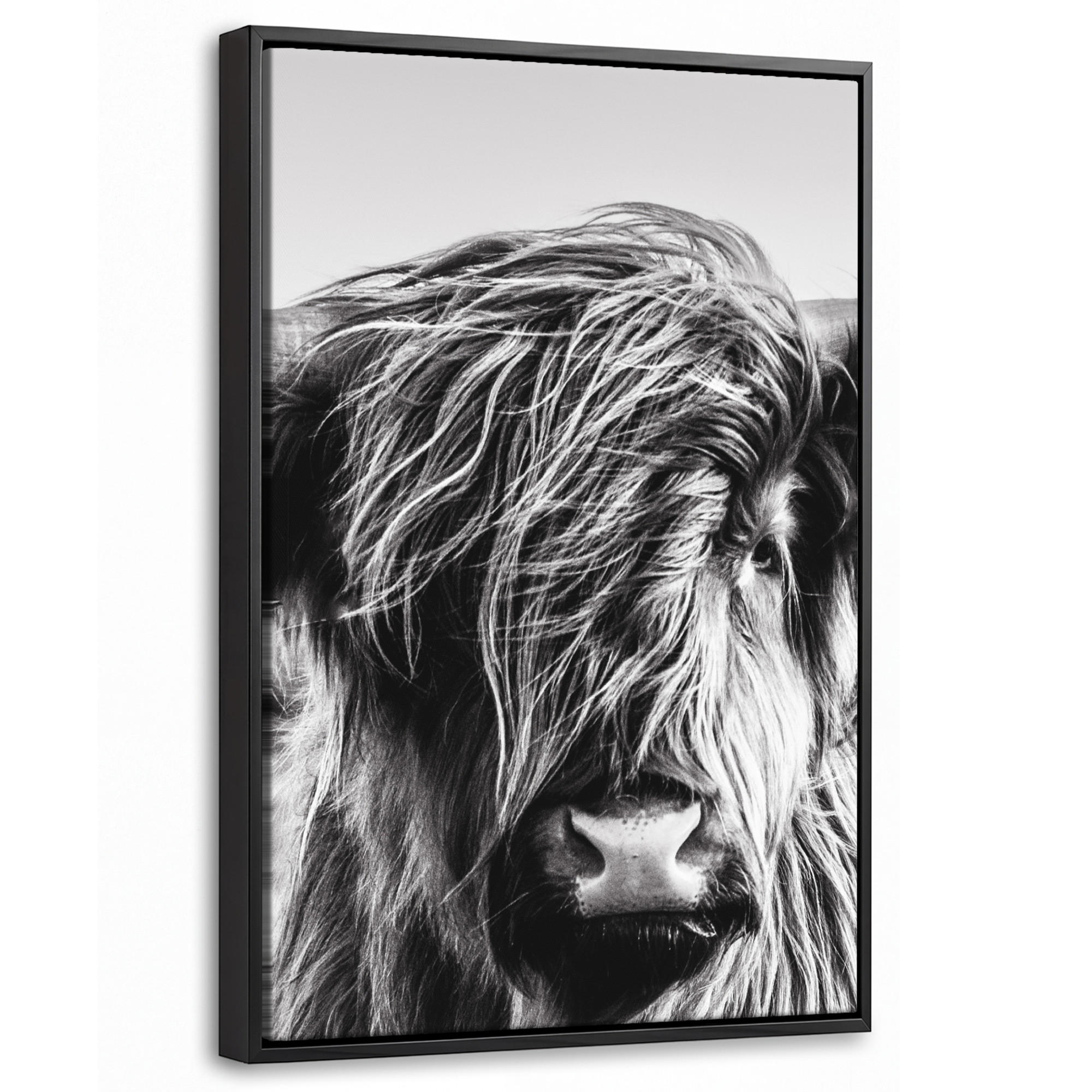 LEINWAND Bilder mit Rahmen - Kuh - Schottischer Hochländer - Schwarz - Weiß - Tier - Natur - Wildtiere - 20x30 - Schwarz, Textil (20/30cm) - MuchoWow