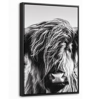 LEINWAND Bilder mit Rahmen - Kuh - Schottischer Hochländer - Schwarz - Weiß - Tier - Natur - Wildtiere - 20x30 - Schwarz, Textil (20/30cm) - MuchoWow