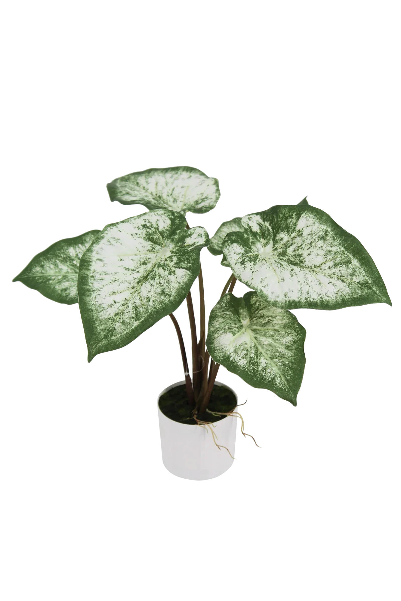 KUNSTPFLANZE Künstliche Caladium - Dalia 45 cm - Grün, Kunststoff (43cm) - aplanta