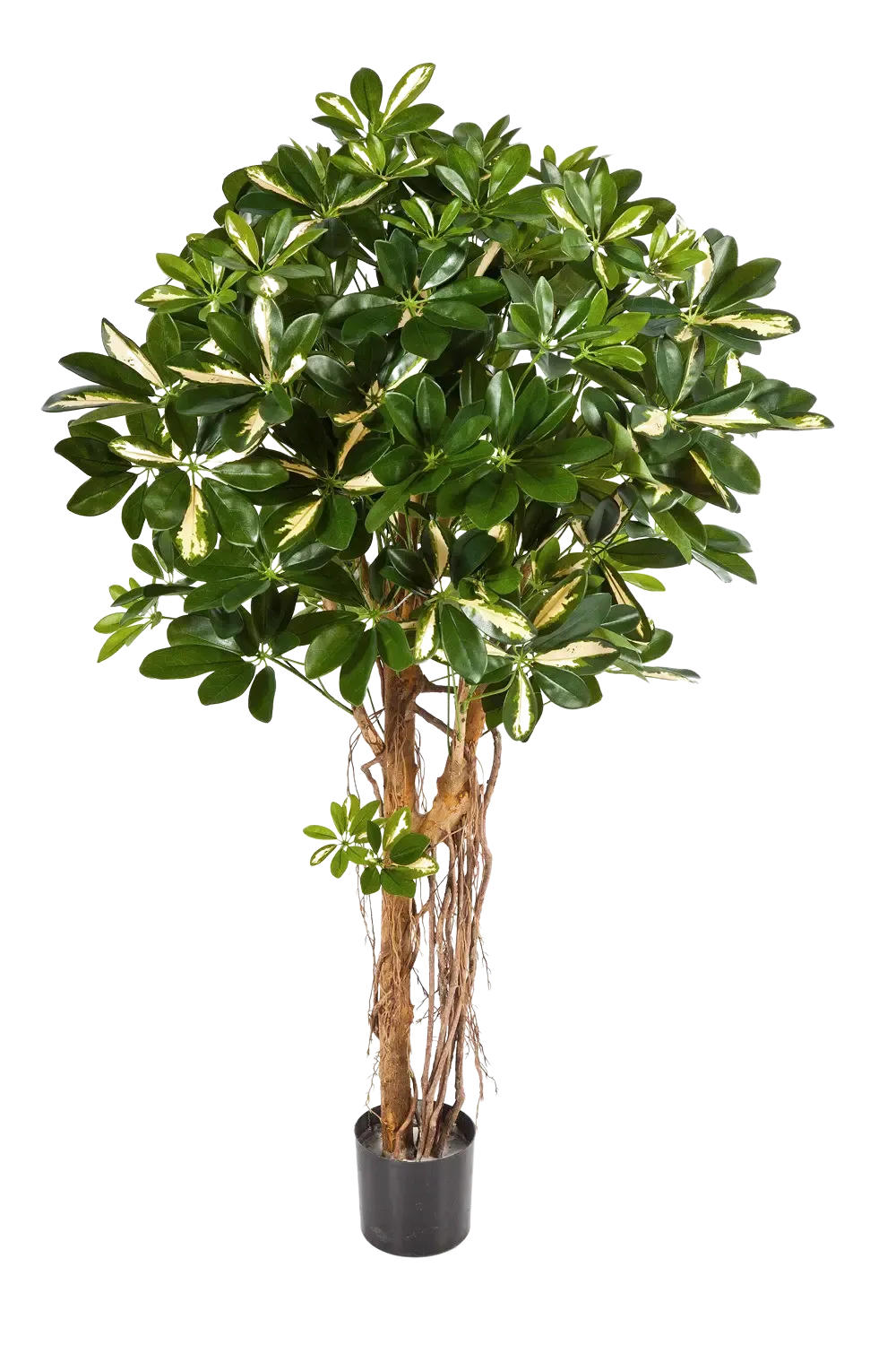 KUNSTBAUM Künstliche Schefflera - Owen 170 cm - Multicolor, Kunststoff (170cm) - aplanta