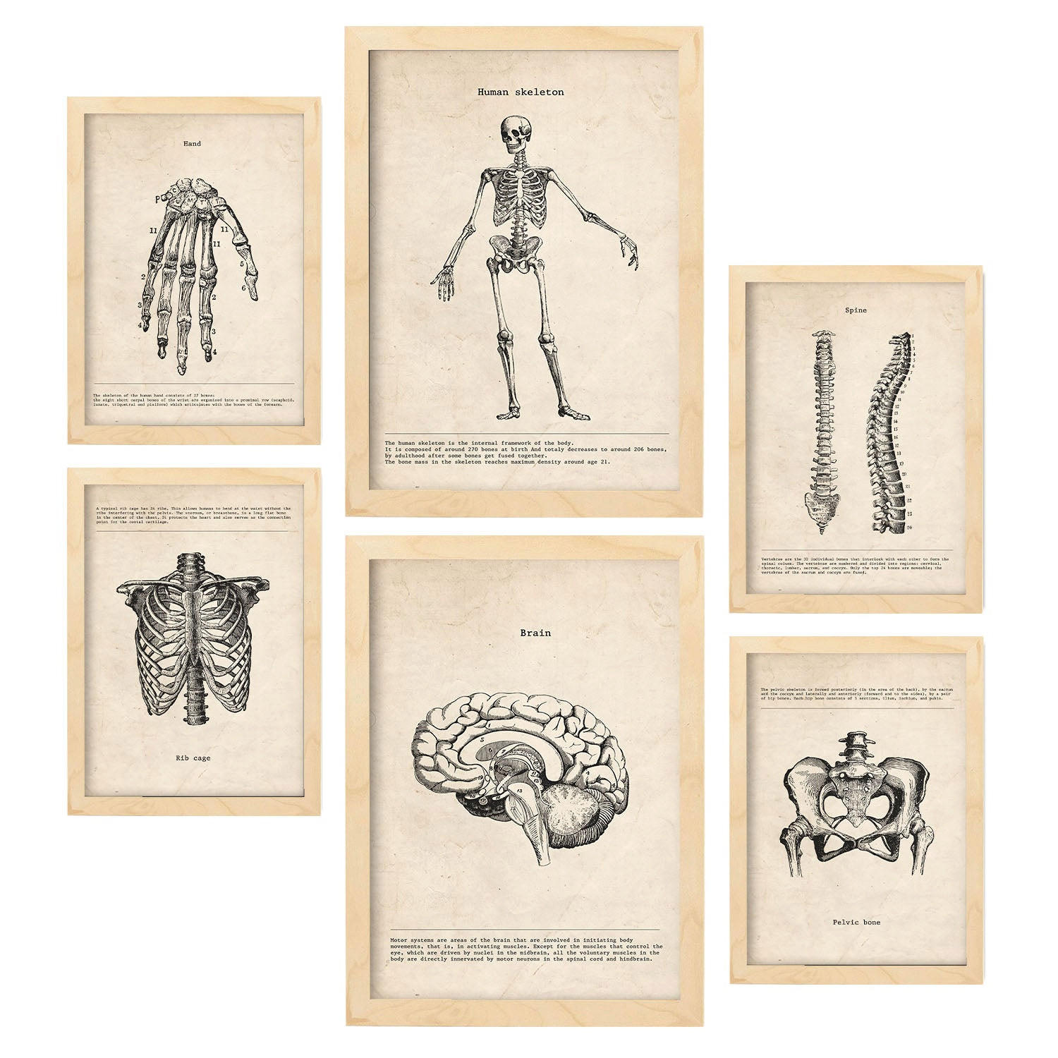 POSTER Set Mit 6 Skelett Medizinische Illustrationen Im Vintage Stil Von Anatomie, Körperteilen, Knochen Und Muskeln A3 & A4 Rahmen Aus Hellem Holz - Beige, Papier (29/3cm) - Nacnic