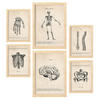 POSTER Set Mit 6 Skelett Medizinische Illustrationen Im Vintage Stil Von Anatomie, Körperteilen, Knochen Und Muskeln A3 & A4 Rahmen Aus Hellem Holz - Beige, Papier (29/3cm) - Nacnic