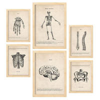 POSTER Set Mit 6 Skelett Medizinische Illustrationen Im Vintage Stil Von Anatomie, Körperteilen, Knochen Und Muskeln A3 & A4 Rahmen Aus Hellem Holz - Beige, Papier (29/3cm) - Nacnic