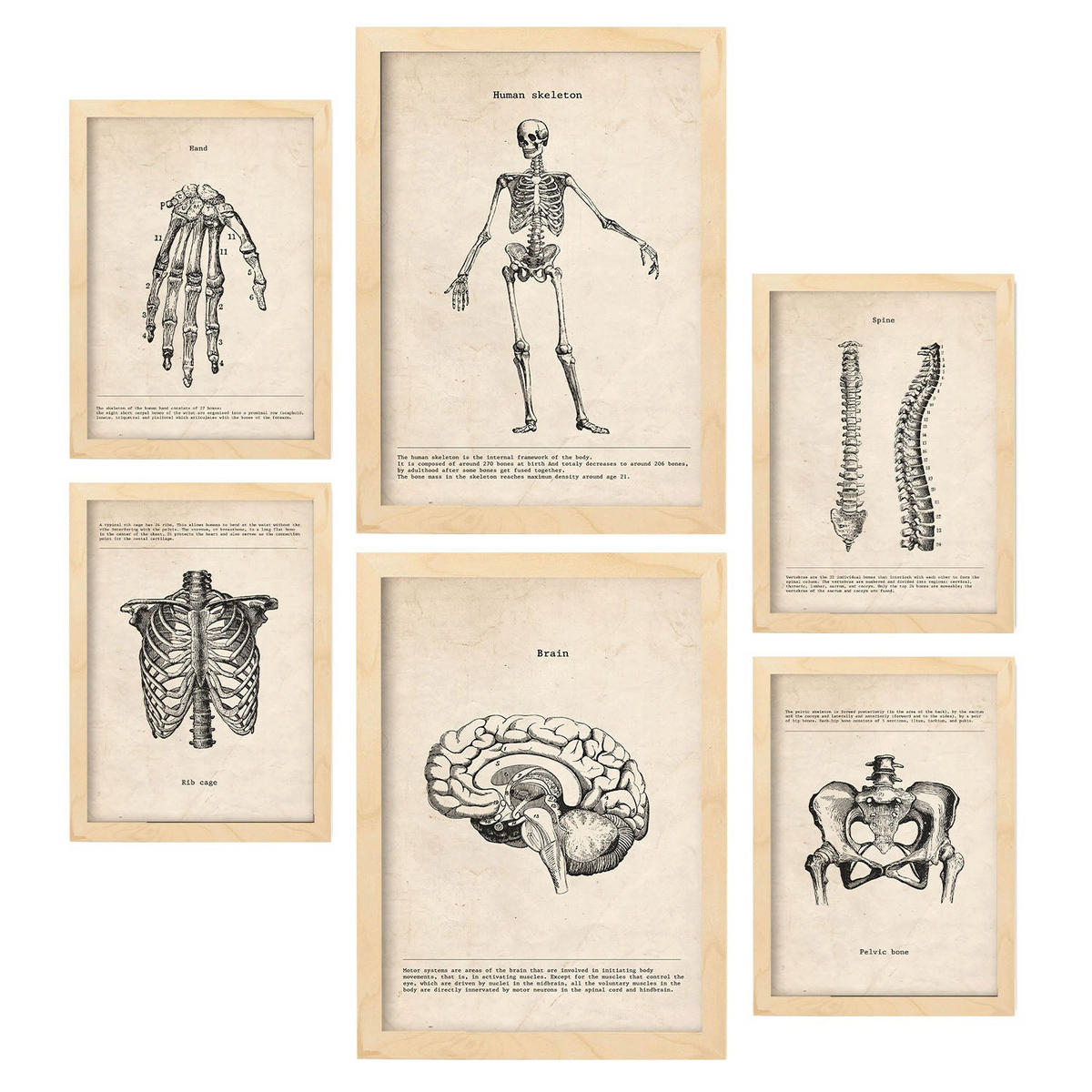 POSTER Set Mit 6 Skelett Medizinische Illustrationen Im Vintage Stil Von Anatomie, Körperteilen, Knochen Und Muskeln A3 & A4 Rahmen Aus Hellem Holz - Beige, Papier (29/3cm) - Nacnic