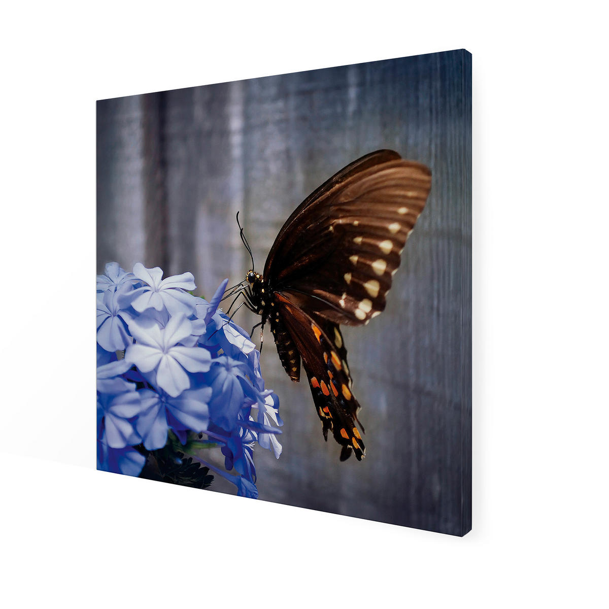 LEINWANDBILD Schmetterling auf einer Blume 50x50cm - Lila/Braun, Textil (50/1cm) - Art for the Home