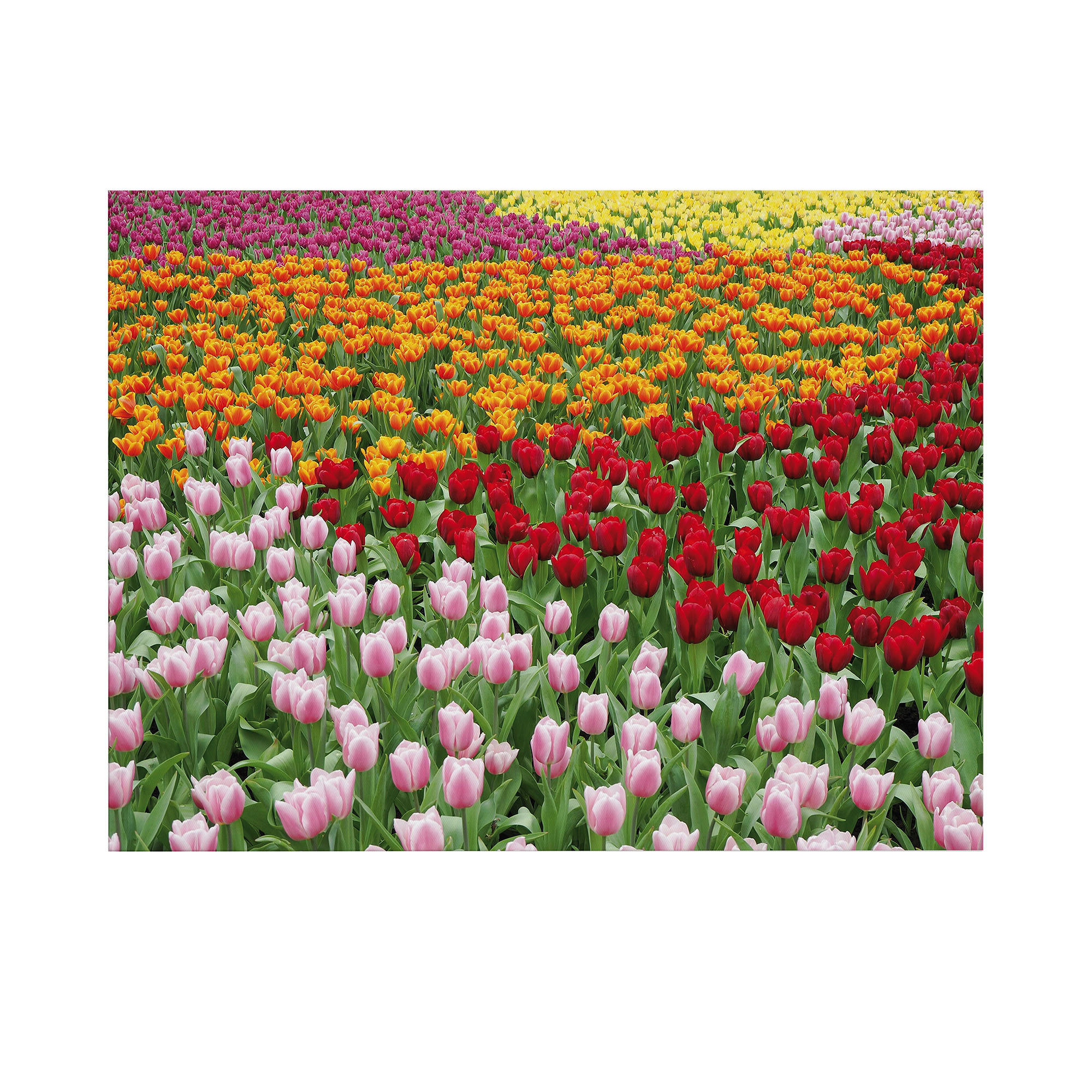 LEINWANDBILD Niederländisches Tulpenfeld 50x70cm - Multicolor, Textil (50/1cm) - Art for the Home