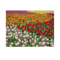 LEINWANDBILD Niederländisches Tulpenfeld 50x70cm - Multicolor, Textil (50/1cm) - Art for the Home