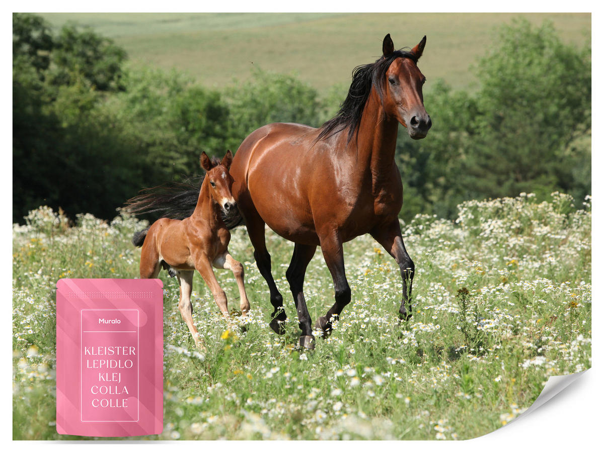 FOTOTAPETE Pferde Lichtung Pflanzen Natur 200x140 - Beige/Schwarz, Papier (200/140cm) - Muralo