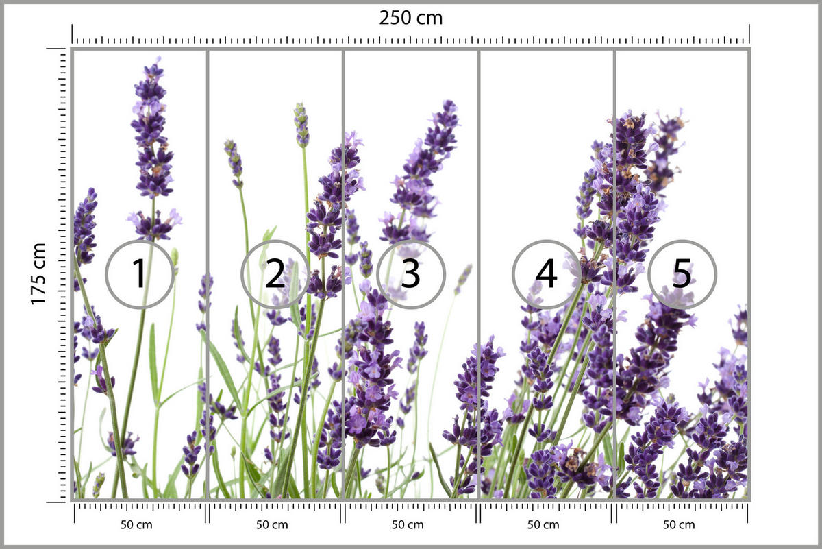 FOTOTAPETE für Küche Lavendelblüten Weißer Hintergrund 250x175 - Violett/Lila, Papier (250/175cm) - Muralo
