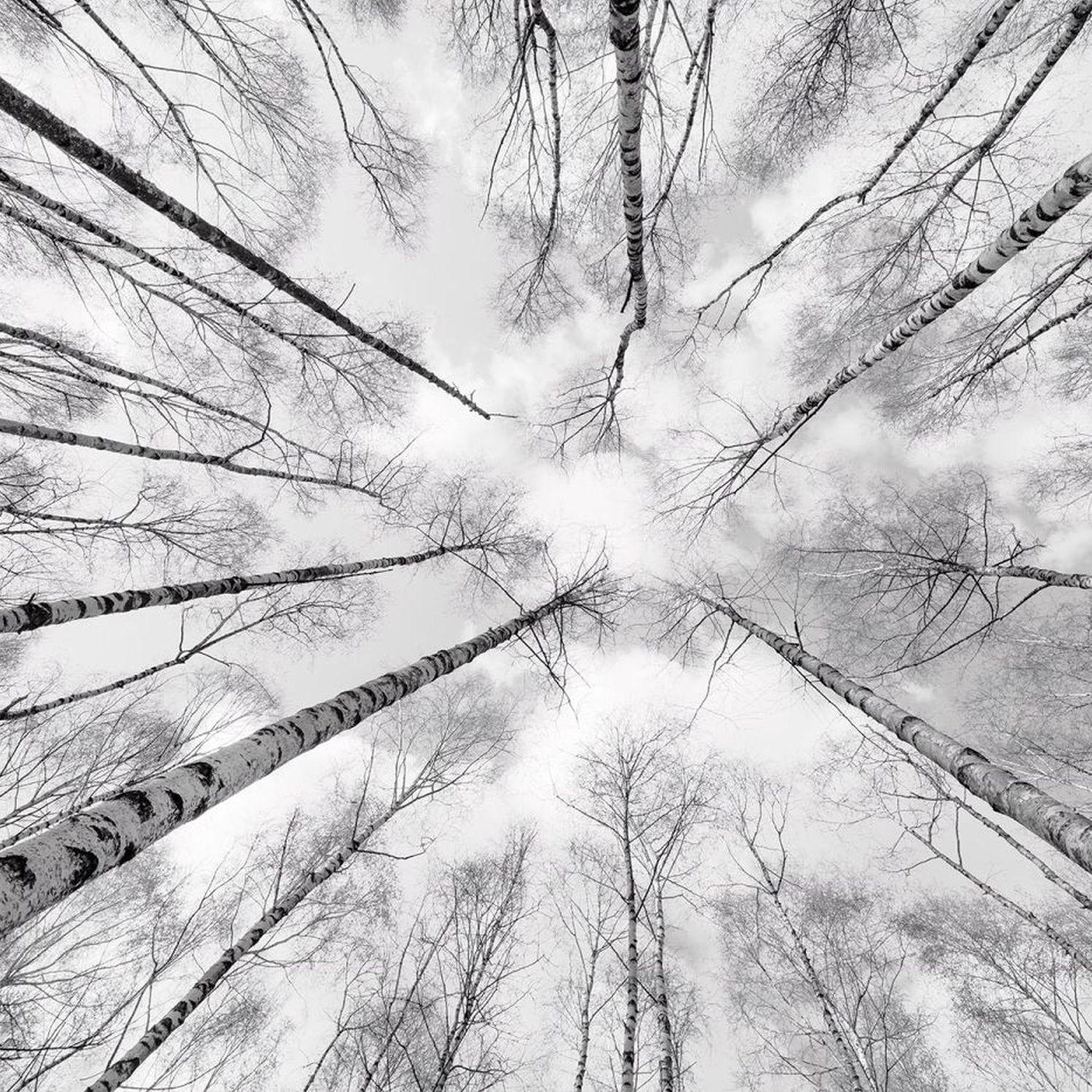 FOTOTAPETE Wald 450 x 280 cm - Schwarz, Papier (450/280cm) - Sanders & Sanders