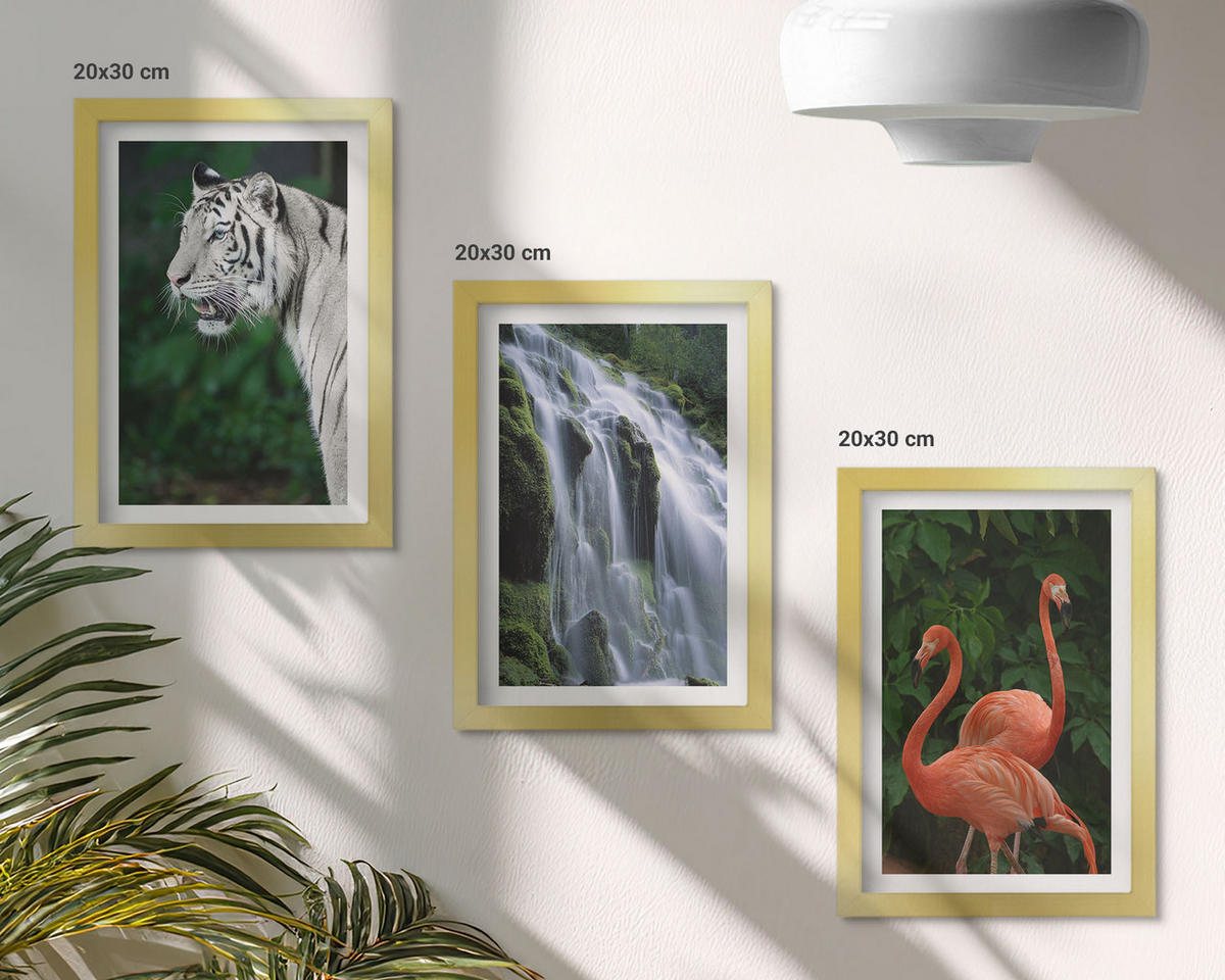 WANDBILDER 3er Set - 20x30 cm Goldrahmen - Tiger Wasserfall Flamingos Natur - Goldfarben, Kunststoff (20/30cm) - ArtPrintCave