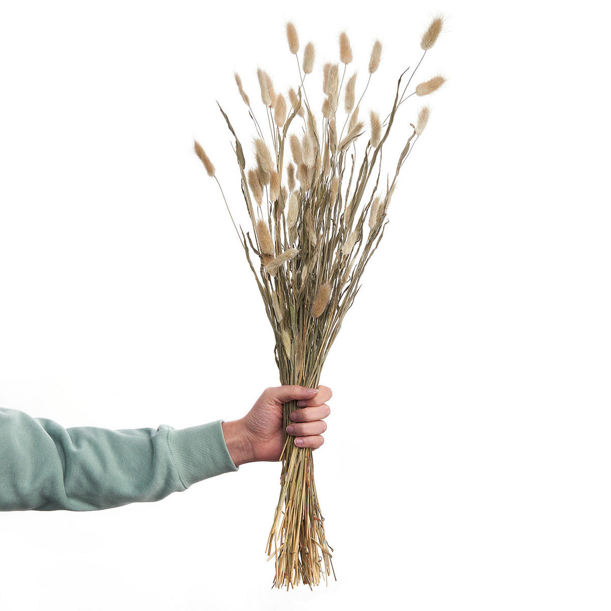 TROCKENBLUMEN LAGURUSGRAS Flower Market - Braun, Naturmaterialien (1cm) - Butlers