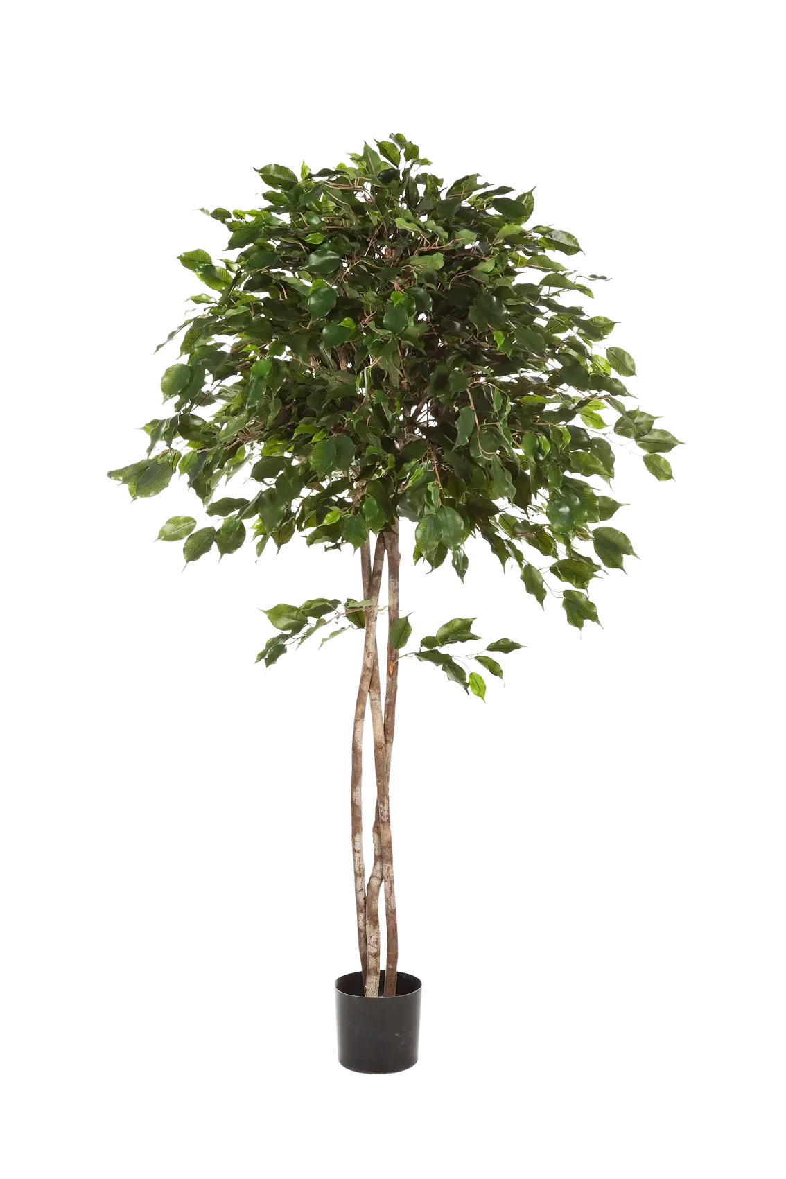 KUNSTBAUM Künstlicher Ficus - Kathleen 180 cm - Grün, Kunststoff (180cm) - aplanta