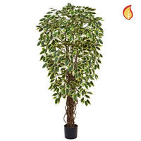 KUNSTPFLANZE Künstlicher Ficus - Silke 150 cm - Grün, Kunststoff (150cm) - aplanta