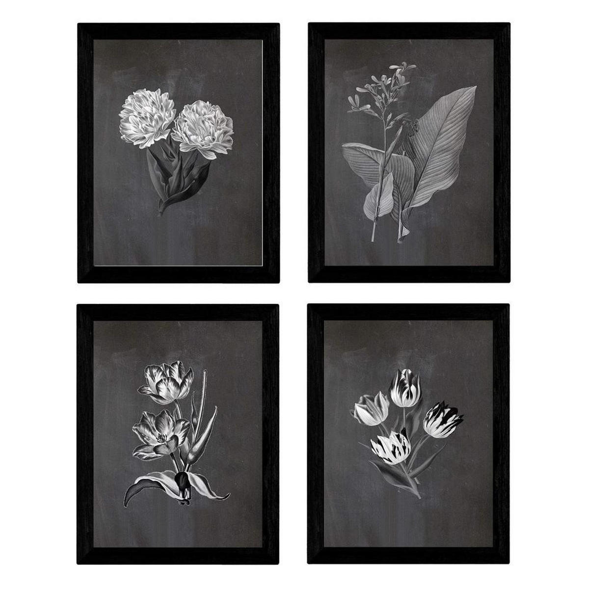 POSTER Set mit 4 botanischen Schwarz Tulpen Regenbogen A3 Rahmenlos - Klar, Papier (29.7/3cm) - Nacnic