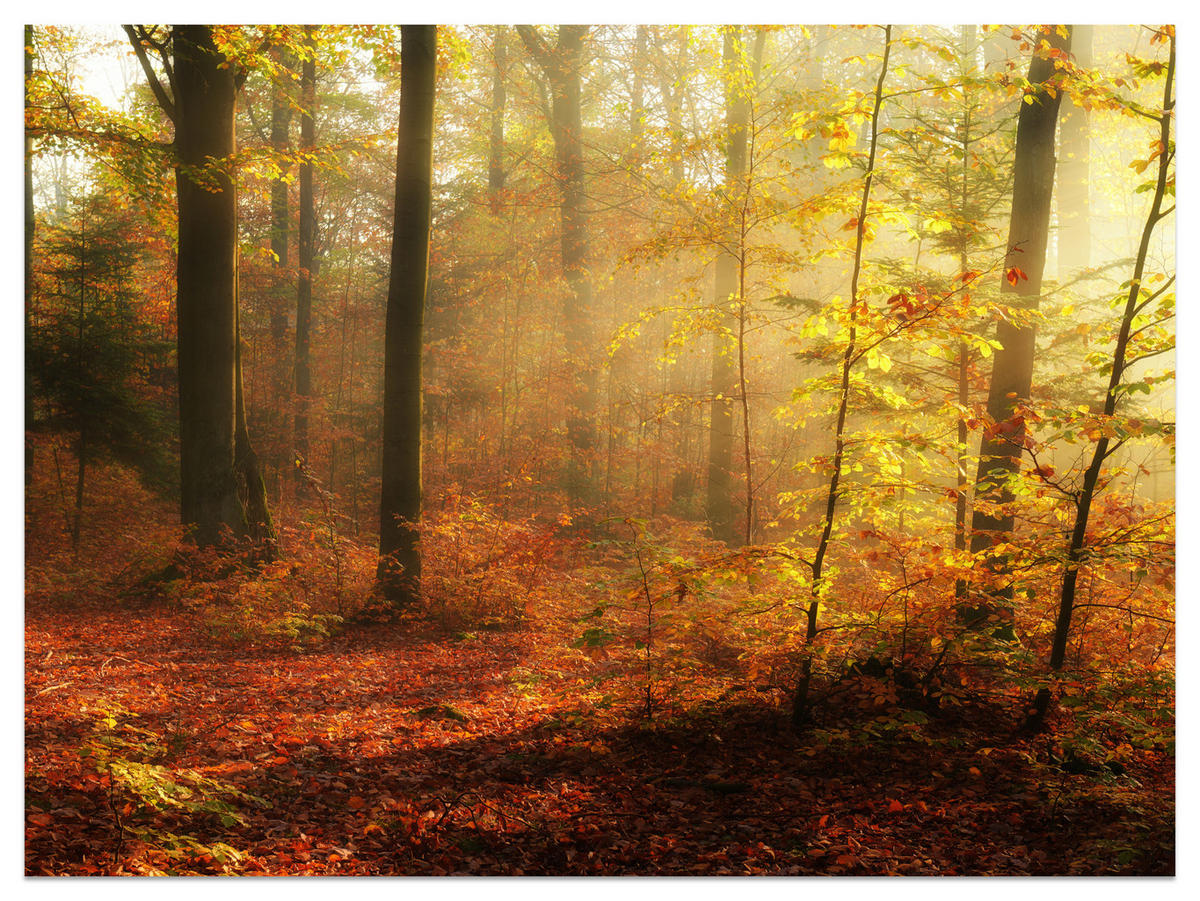 FOTOTAPETE für Wohnzimmer Herbstnebel Laubwald Bäume 350x256 - Gelb/Rot, Papier (350/256cm) - Muralo