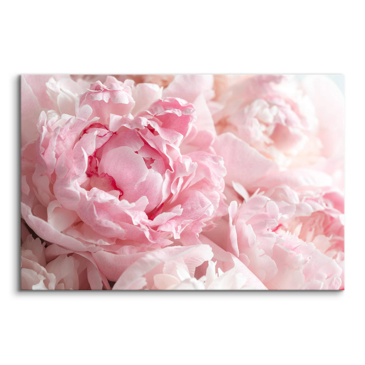 LEINWANDBILD Pfingstrosen Blumen 3D Pflanzen Natur 90x60 - Weiß/Rosa, Textil (90/60cm) - Muralo