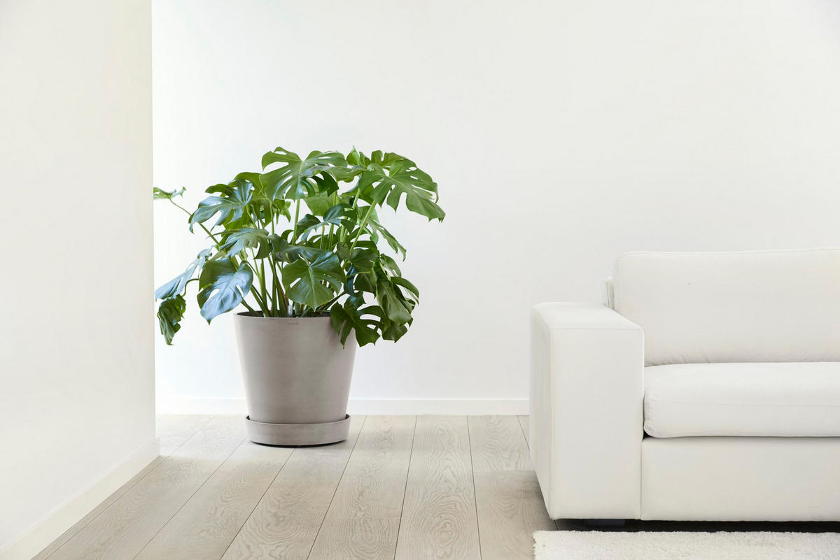 BLUMENTOPFUNTERSETZER mit Rädern 41,6/41,6/9 cm Taupe - Taupe, Kunststoff (41.6/9cm) - Ecopots