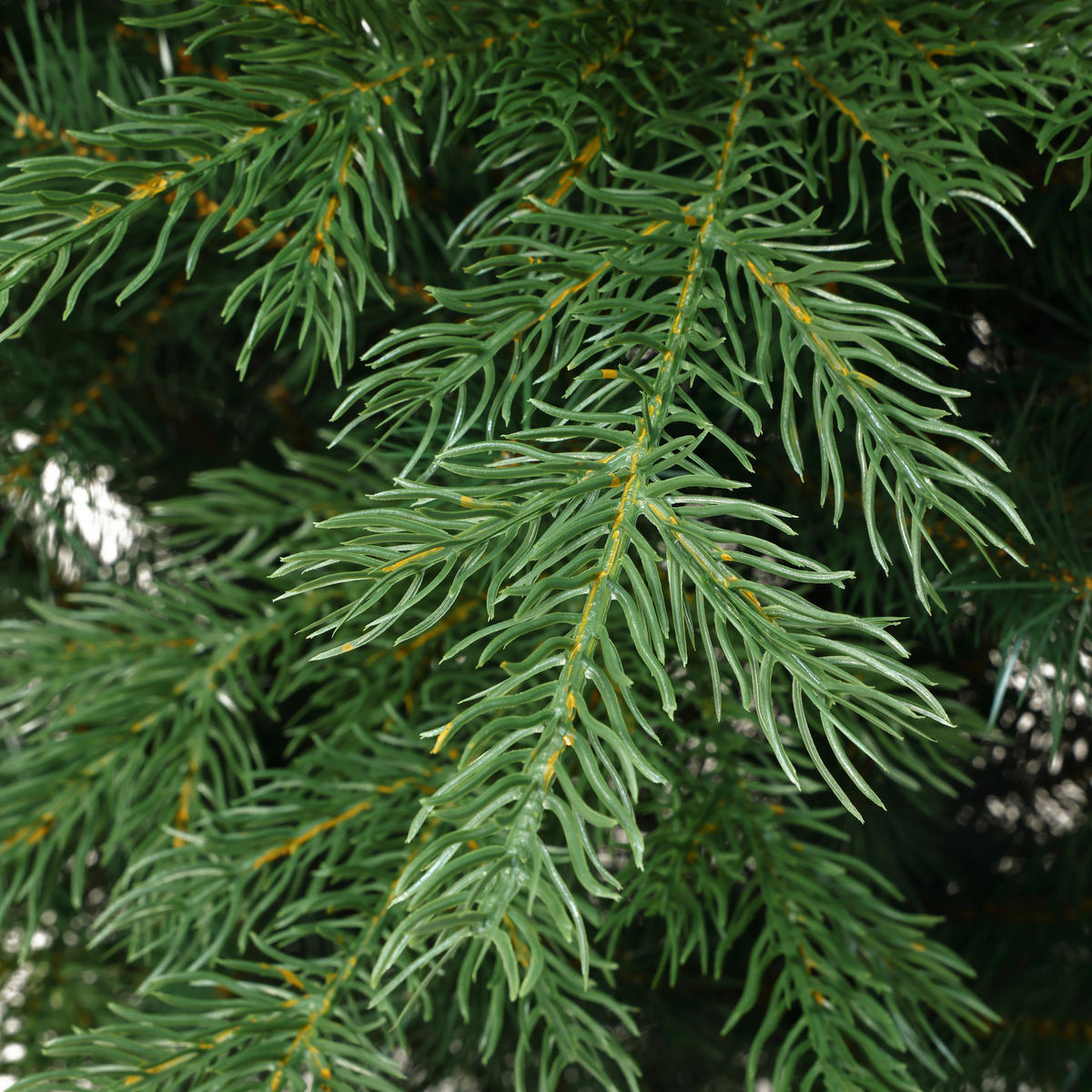 KÜNSTLICHER Weihnachtsbaum 185 cm,1.956 PE-/PVC-Spitzen - Grün, Kunststoff (185cm) - Hometopia