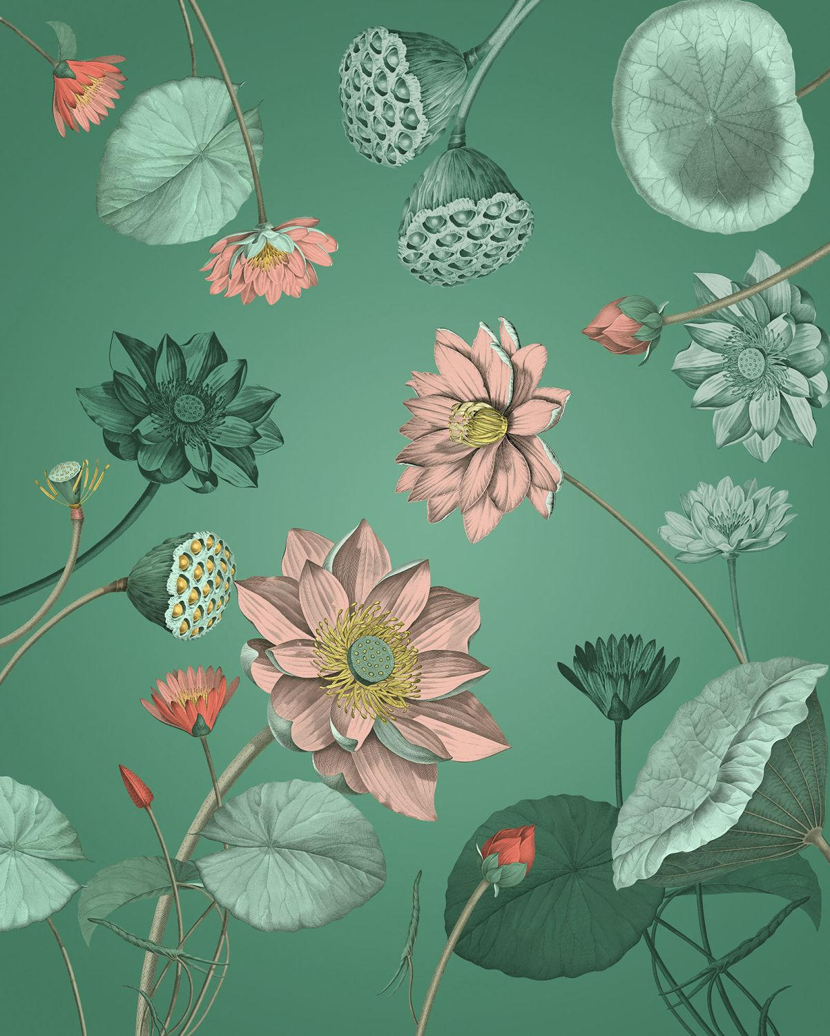 FOTOTAPETE Lotus Blume 200 x 250 cm - Grün, Papier (200/250cm) - Sanders & Sanders
