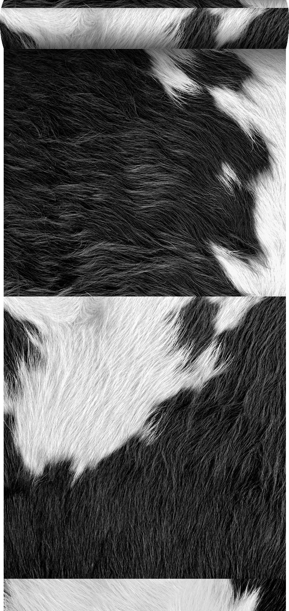 XXL-VLIESTAPETE Kuhfell-Optik 50 x 900 cm - Schwarz, Papier (50/900cm) - Origin Wallcoverings