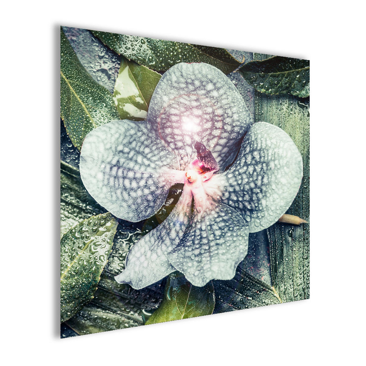 GLASBILD 30×30 cm Orchidee - Grün, Glas (30/30cm) - artissimo