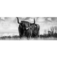 GLASBILD 125x50 cm Highlandkuh schwarz weiß - Weiß, Glas (125/50cm) - artissimo