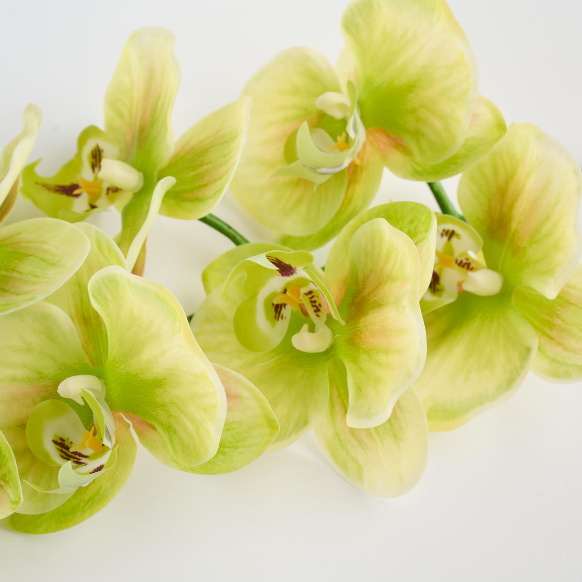 BLUME Orchstem - Hellgrün, Kunststoff (6cm) - home&you