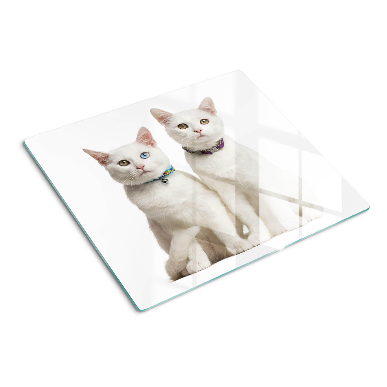 GLASPLATTE 60x52 cm Weiße Katzen - Creme, Glas (60/52cm) - TULUP