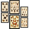POSTER Set Mit 6 Tiere In Vintage A3 & A4 Weißer Rahmen - Weiß, Papier (29/3cm) - Nacnic