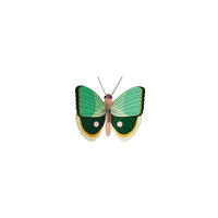WANDDEKO Jade-Schmetterling 5/14 cm - Multicolor, Wellpappe (5/14/14cm) - Studio Roof