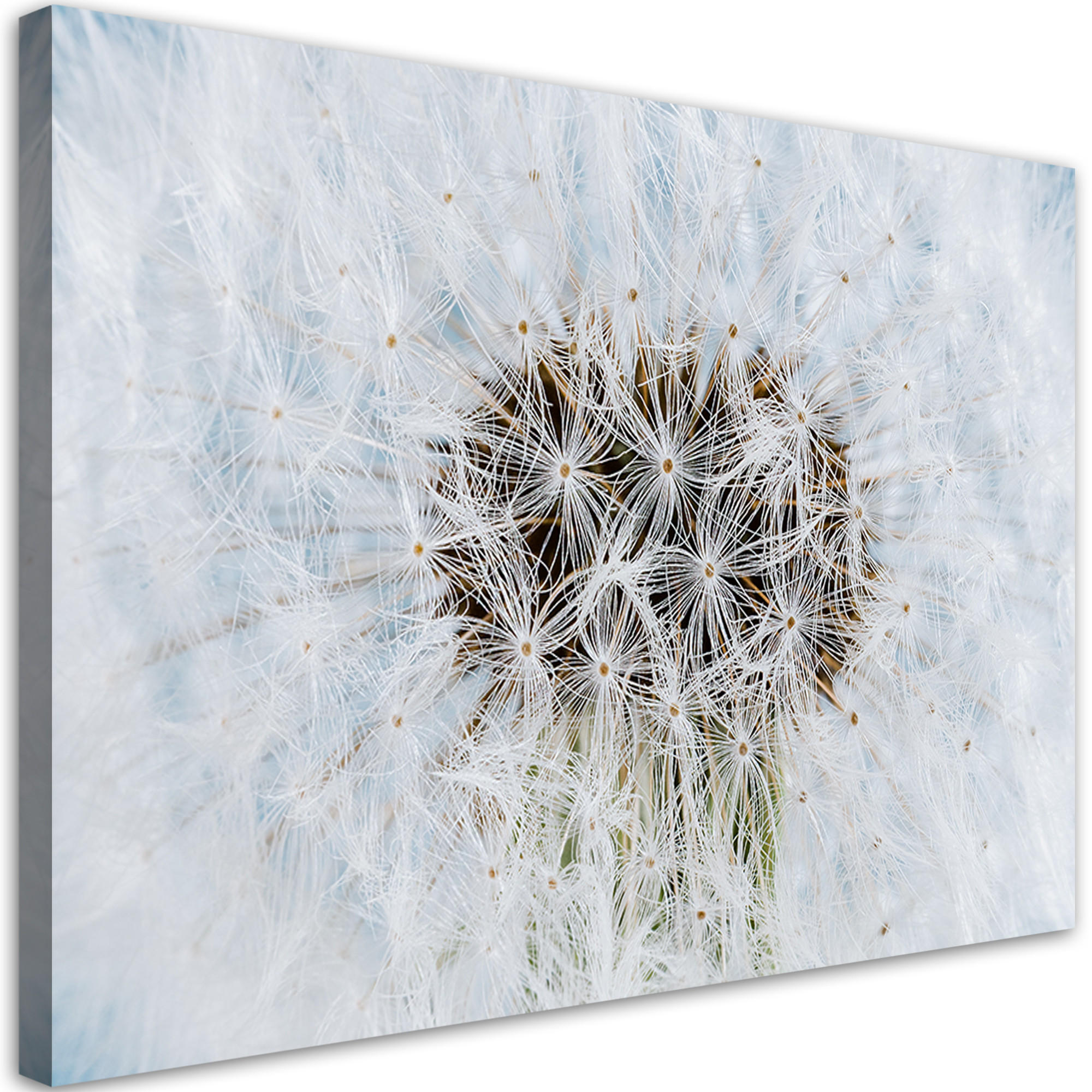 WANDBILD weiße pusteblume pflanzen - Weiß, Textil (60/40cm) - Feeby
