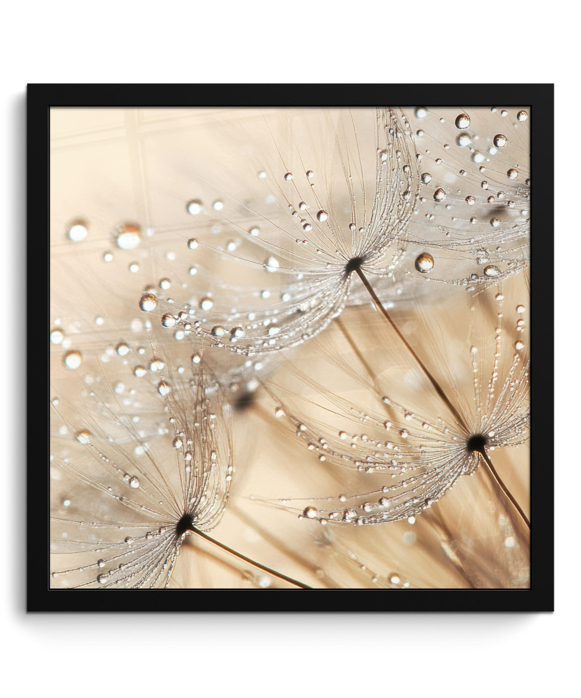 POSTER S OKVIROM Maslačak 40x40 cm - smeđa, papir (40/40cm) - MuchoWow