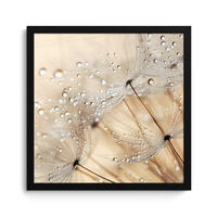 POSTER MIT RAHMEN Löwenzahn - Abstrakt - Natur - Beige 40x40 cm - Braun, Papier (40/40cm) - MuchoWow