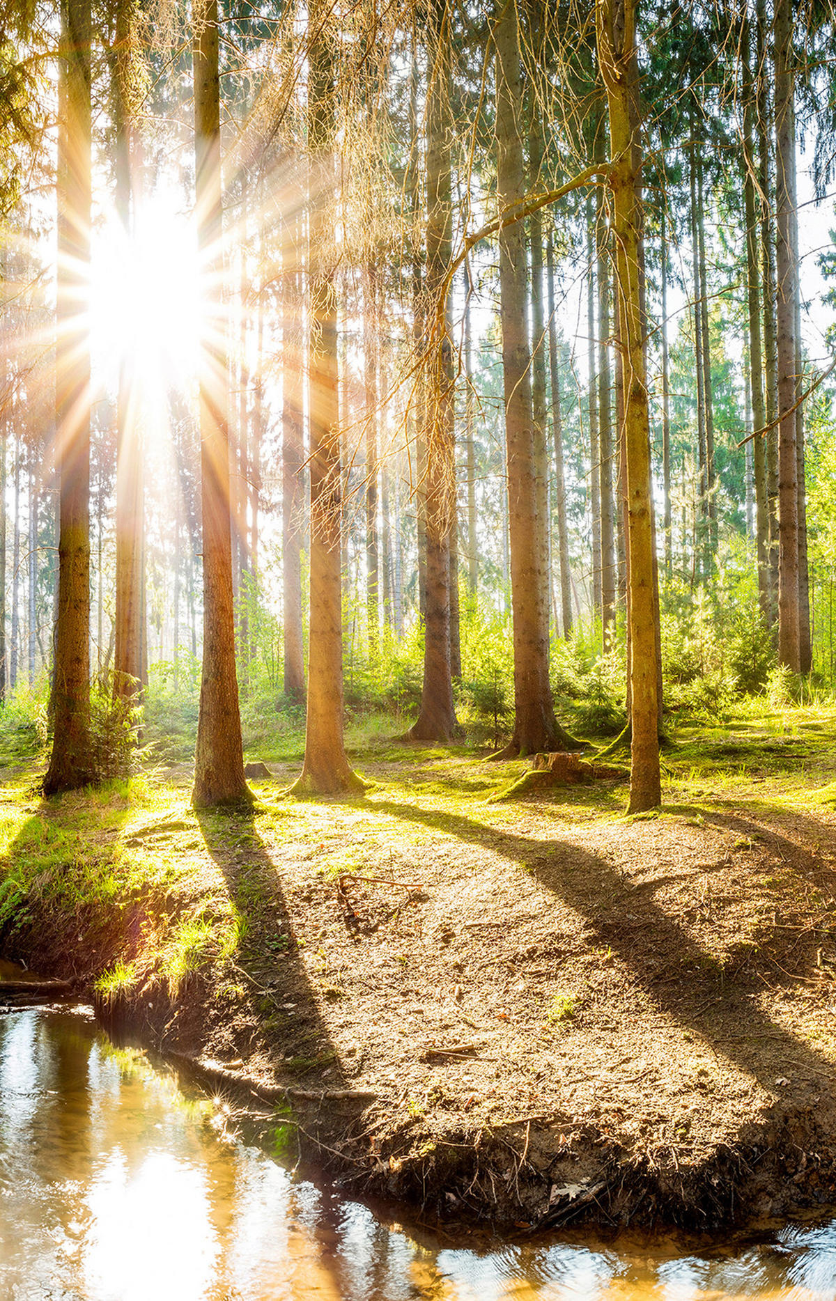 VERDUNKELUNGSROLLO 90x140 cm Sonne im Wald - Braun, Textil (90/140cm) - TULUP