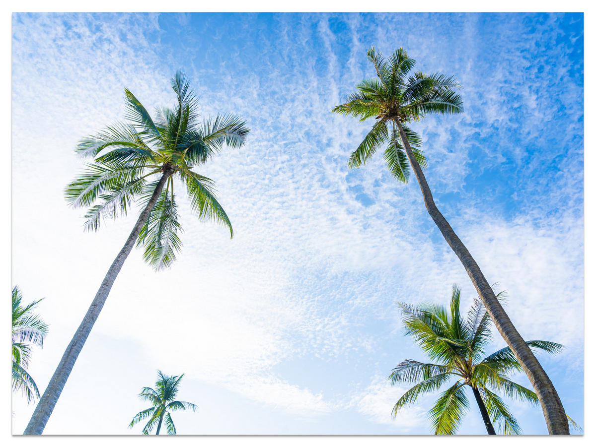 FOTOTAPETE für Badezimmer Palmen Kokos Himmel Untenblick 200x140 - Blau/Weiß, Papier (200/140cm) - Muralo