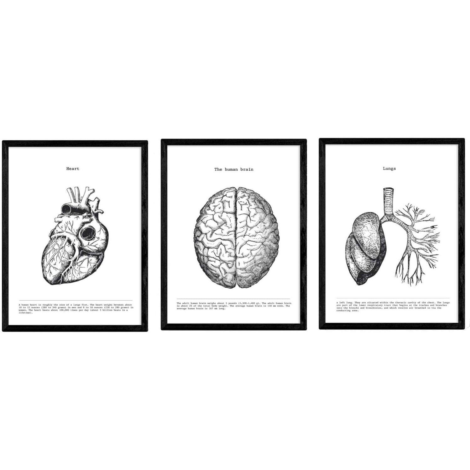 POSTER Set mit 3 Anatomie Vintage Herz Gehirn Lunge Größe A4 Rahmenlos - Klar, Papier (21/1cm) - Nacnic
