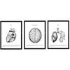 POSTER Set Mit 3 Herz, Gehirn Und Lunge A4 Rahmenlos - Klar, Papier (21/1cm) - Nacnic
