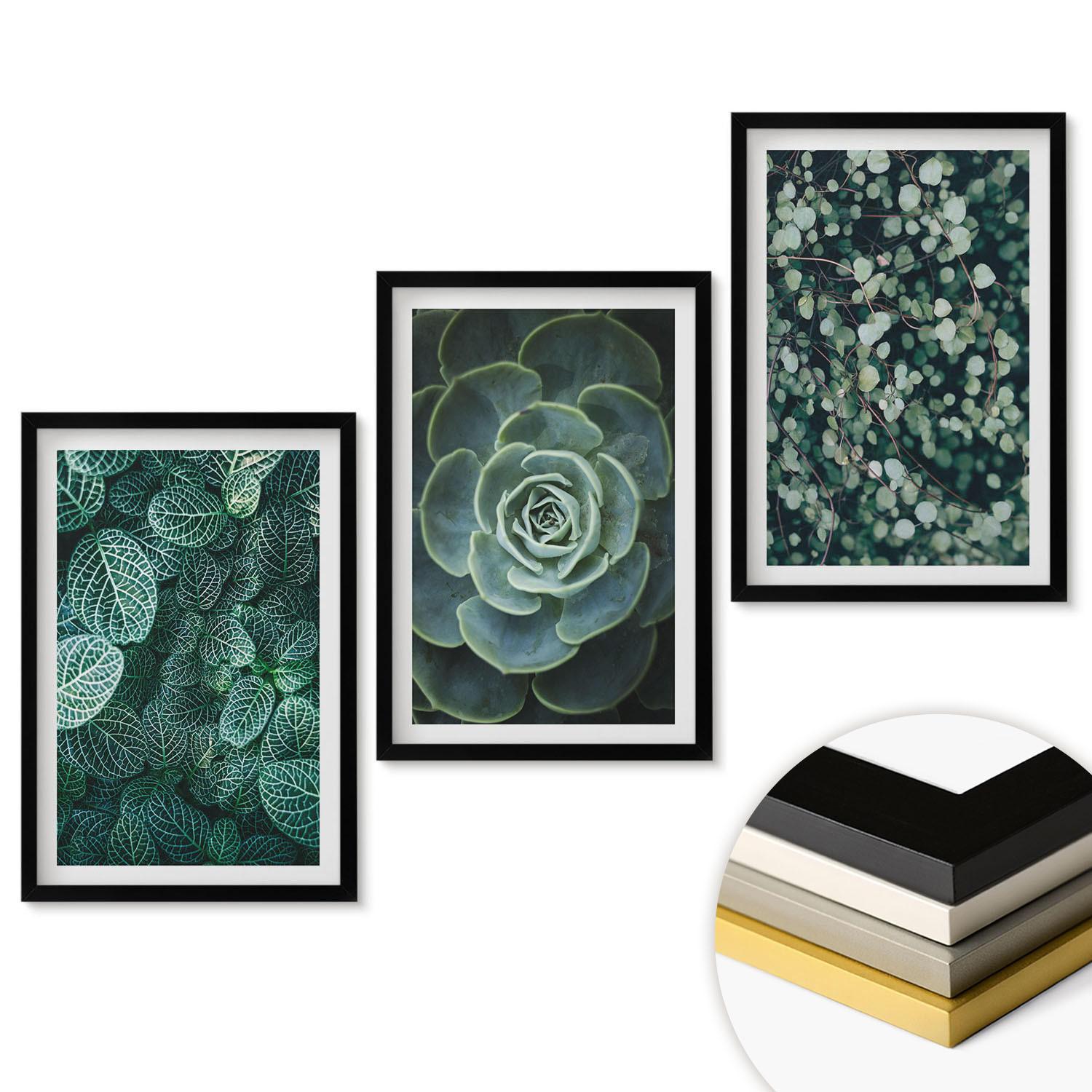 WANDBILDER 3er-Set - 40x60 cm Schwarzer Rahmen - Sukkulenten - Schwarz, Kunststoff (40/60cm) - ArtPrintCave