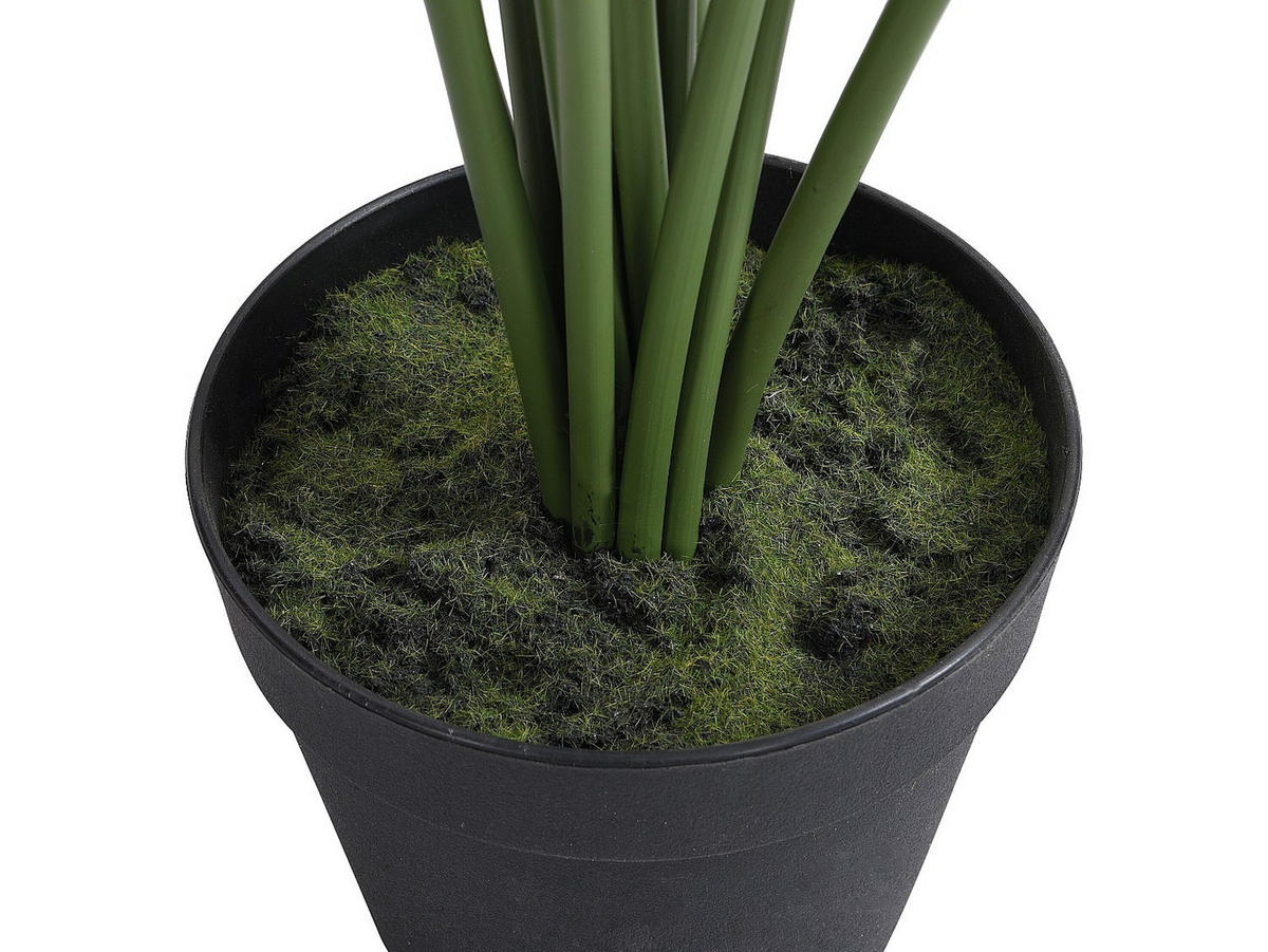 KUNSTPFLANZE - 80 cm x 80 cm - plastik - grün Palmita - Grün, Kunststoff (160cm) - Vente-Unique