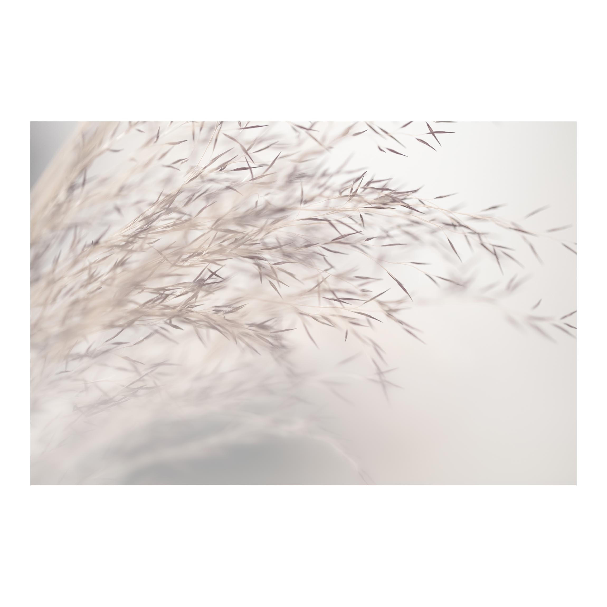 FOTOTAPETE Wiesengras Close Up 288/190 cm - Eichefarben, Papier (288/190cm) - Bilderwelten