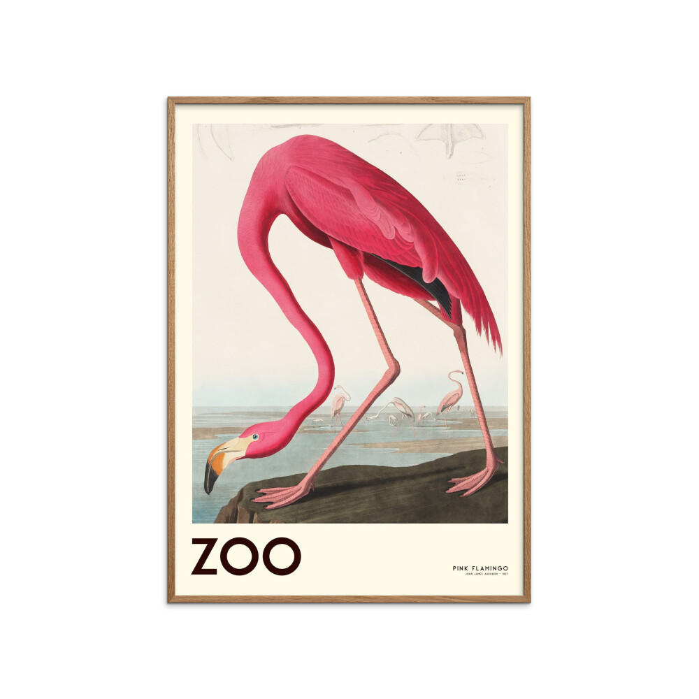 POSTER mit Rahmen A.P. Atelier - The Zoo Collection — Pink Flamingo — Edt. 001 - Pink/Eichefarben, Holz/Papier (50/70cm) - Poster&Frame