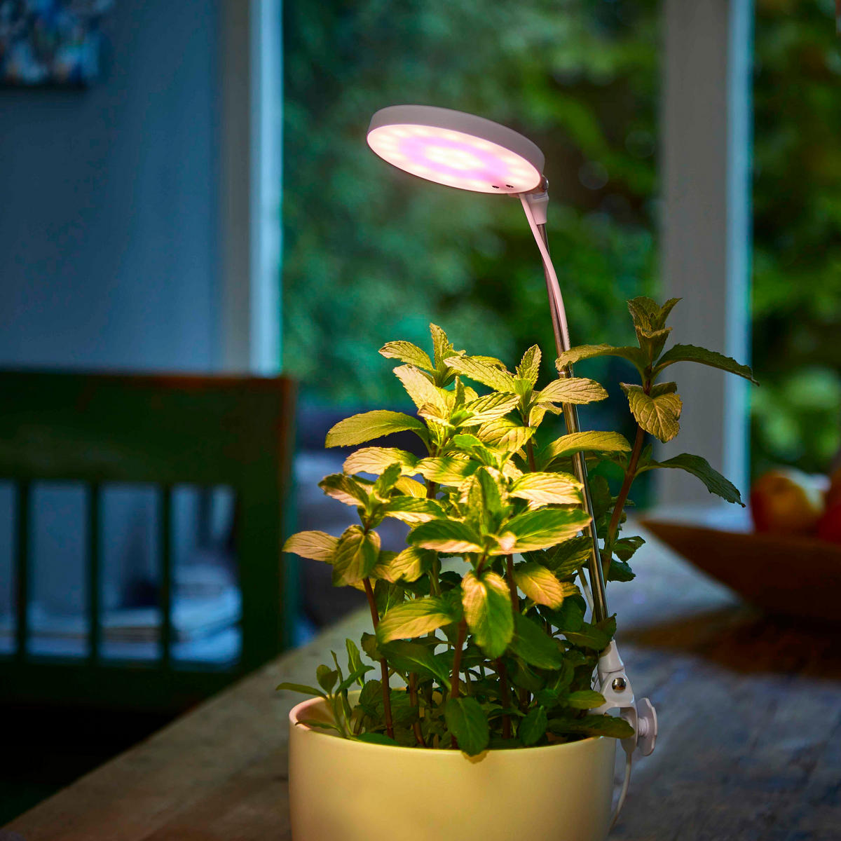 LED-PFLANZENLEUCHTE - dimmbar mit Timerfunktion und Klipphalterung für Töpfe, USB-betrieben - Weiß, Kunststoff (10/79.3/10cm) - Northpoint