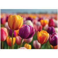 FOTOTAPETE Blumen Tulpen Bunt 250x175 cm - Multicolor, Papier (250/175cm) - Wallarena