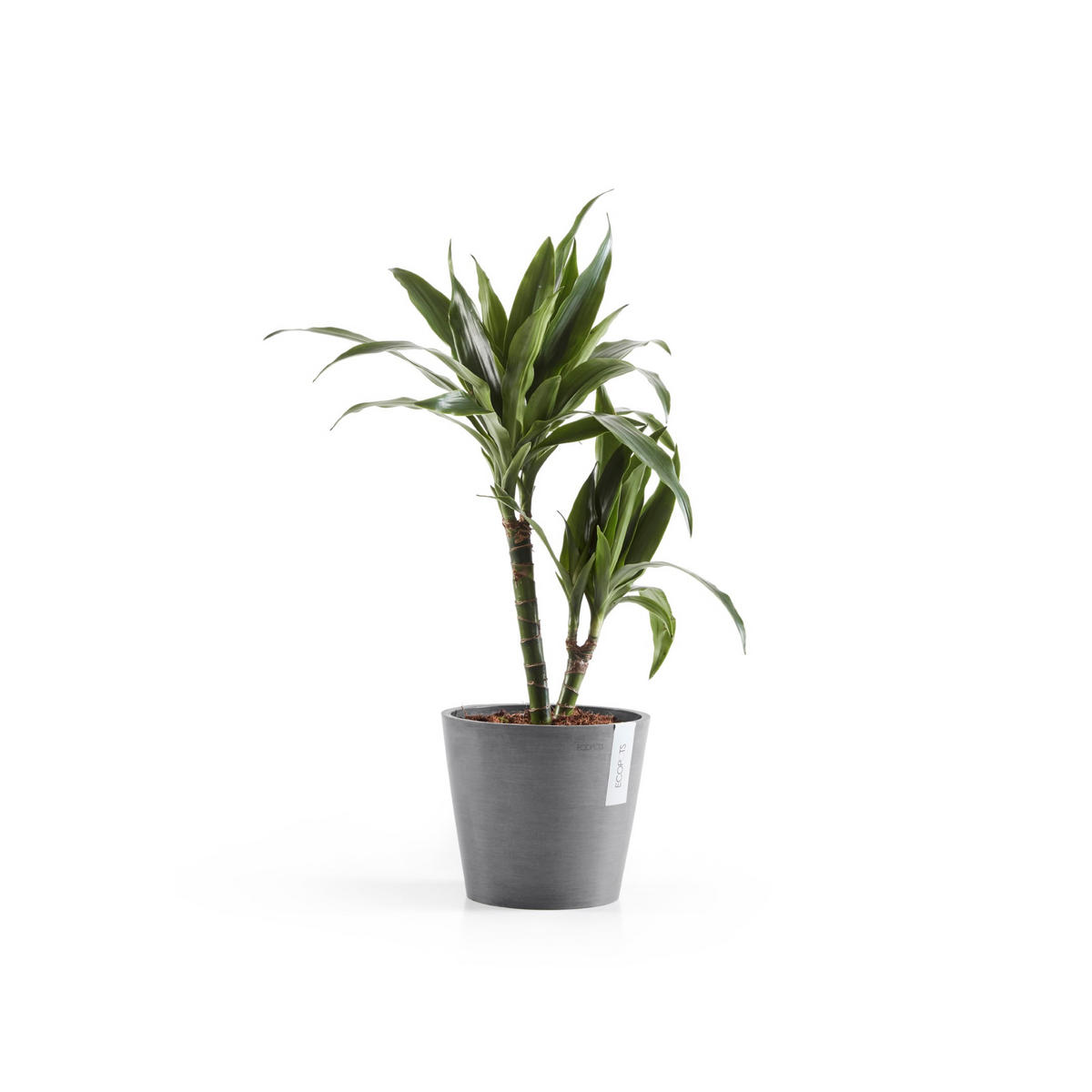 BLUMENTOPF Amsterdam 20/17,1 cm Grau - Grau, Kunststoff (20/17.1cm) - Ecopots