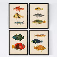 POSTER Set mit 4 Mittelmeer 11 verschiedenen Fischen A4 Rahmenlos - Klar, Papier (29.7/3cm) - Nacnic